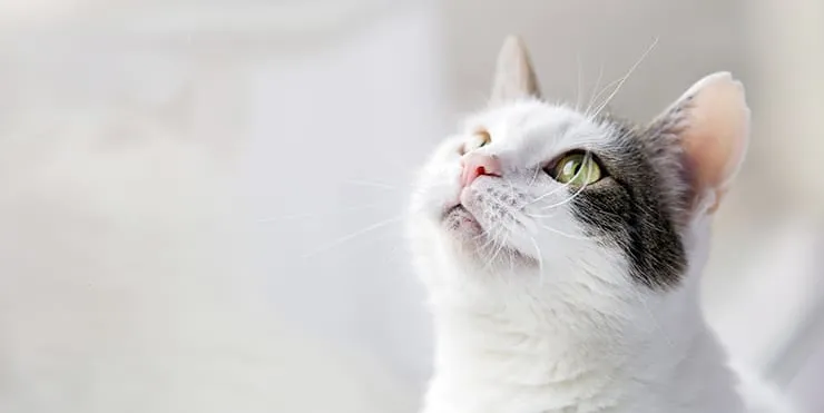 Imagen cabecera post