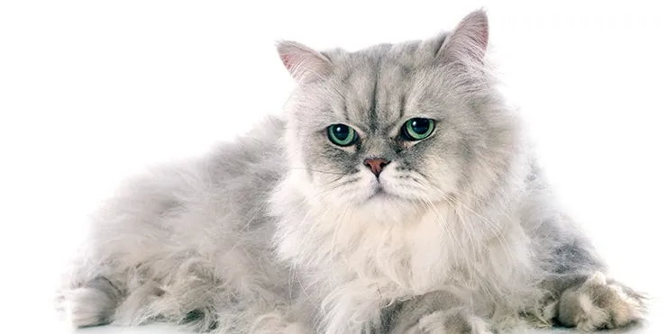 Imagen cabecera post