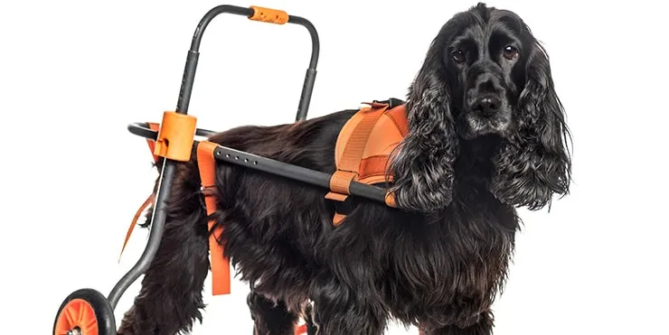 Imagen cabecera post