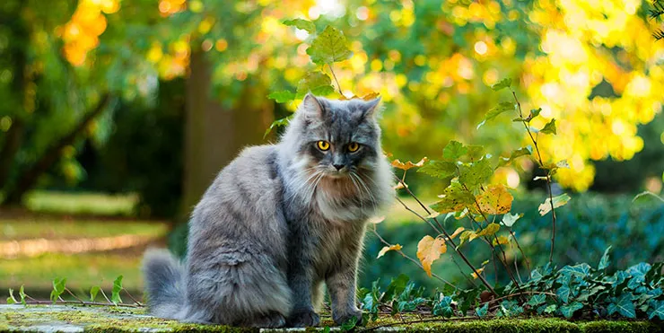 Imagen cabecera post