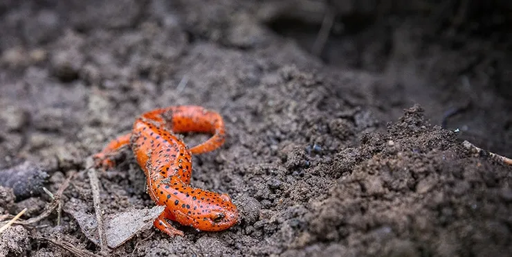 Imagen cabecera post