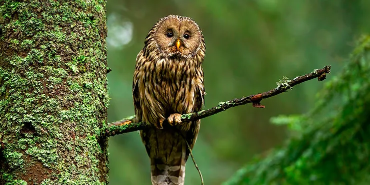 Imagen cabecera post