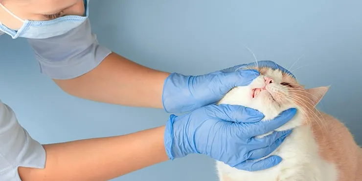 Imagen cabecera post