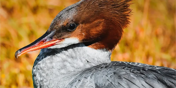 Imagen cabecera post