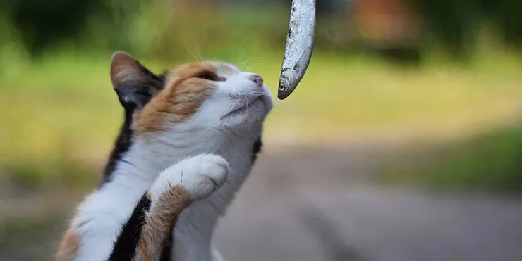 Imagen cabecera post