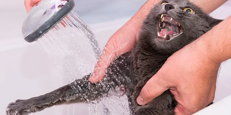 Imagen cabecera post