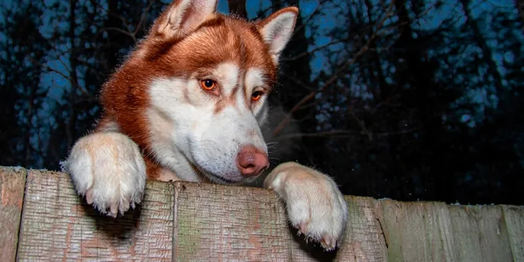 Imagen cabecera post