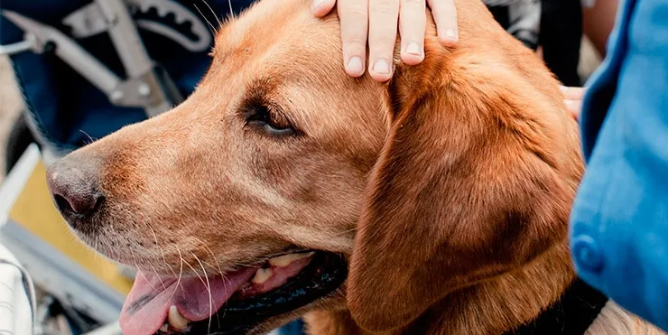 Imagen cabecera post