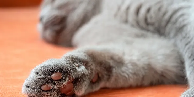 Imagen cabecera post