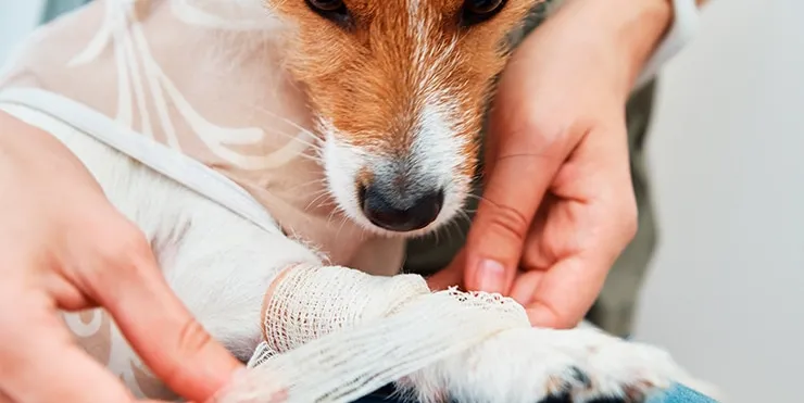 Imagen cabecera post