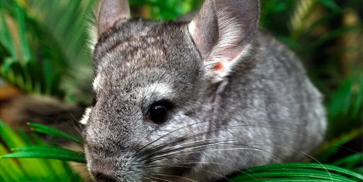 Imagen cabecera post