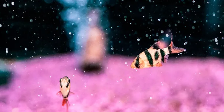 Imagen cabecera post