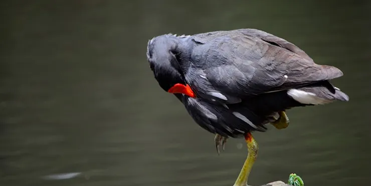 Imagen cabecera post