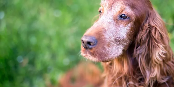 Imagen cabecera post