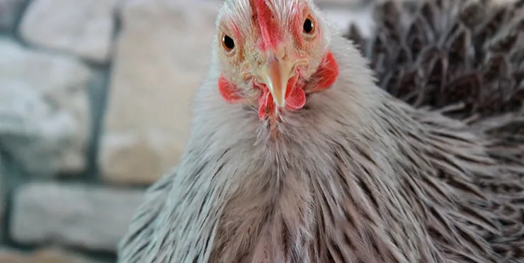 Imagen cabecera post