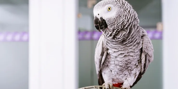 Imagen cabecera post