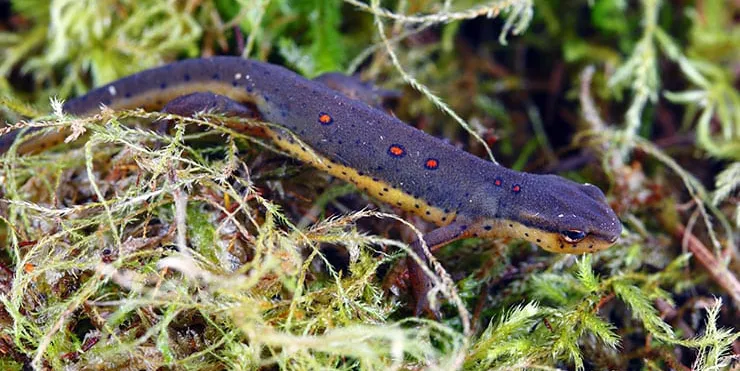 Imagen cabecera post