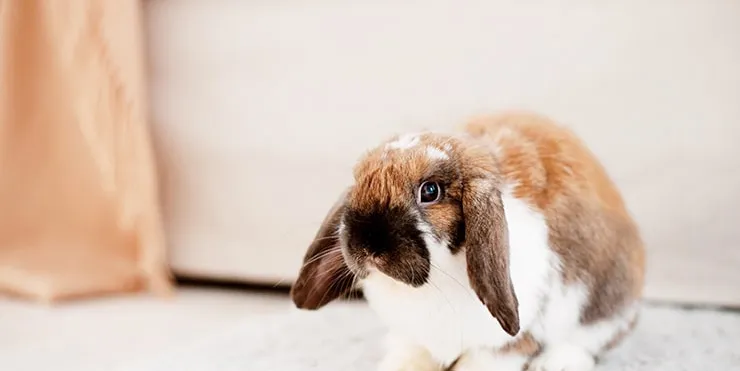 Imagen cabecera post