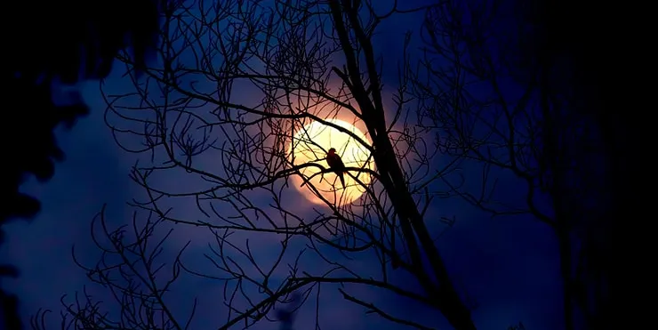 Imagen cabecera post