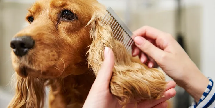 Imagen cabecera post