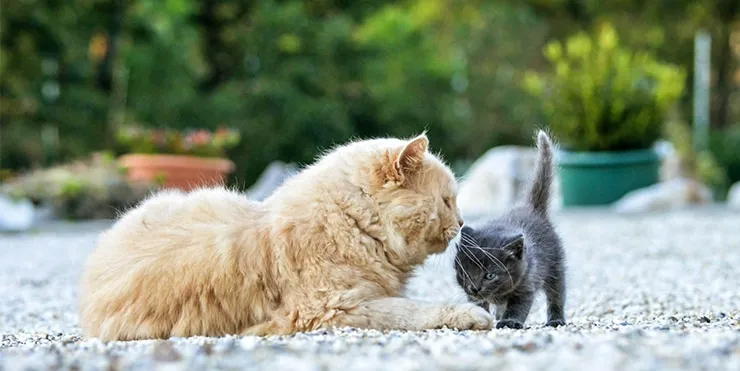 Imagen cabecera post