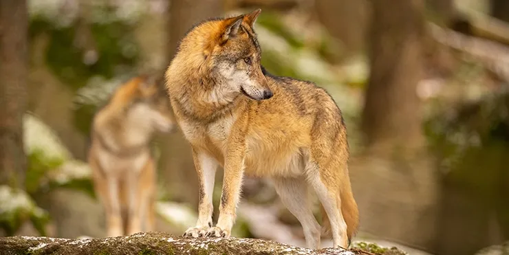 Imagen cabecera post