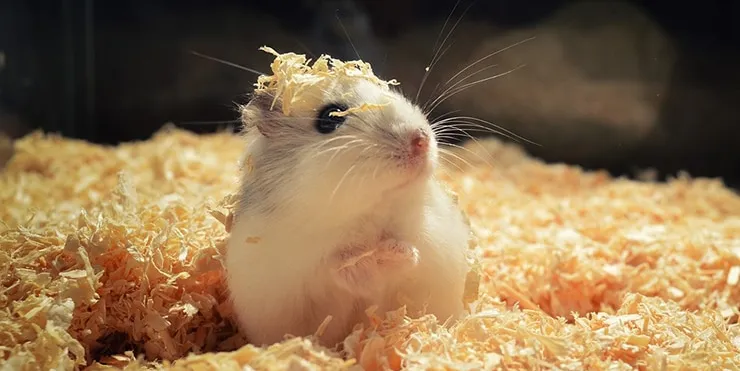 Imagen cabecera post