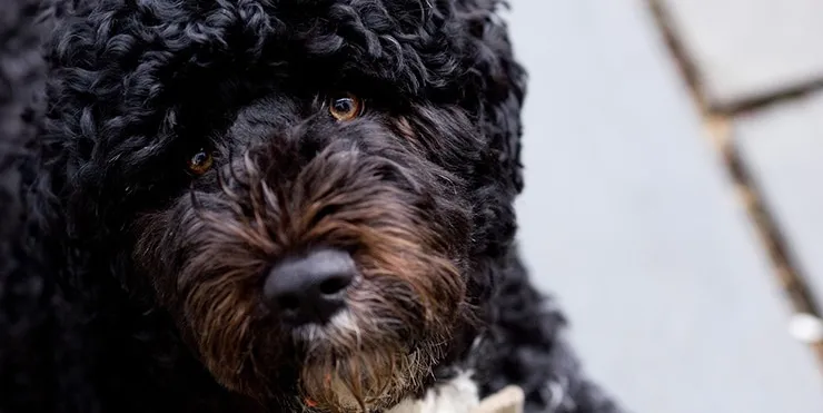 Imagen cabecera post