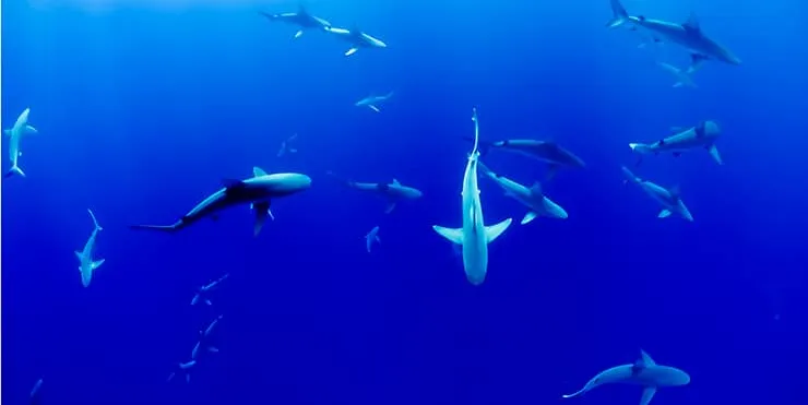 Imagen cabecera post