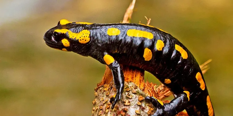 Imagen cabecera post