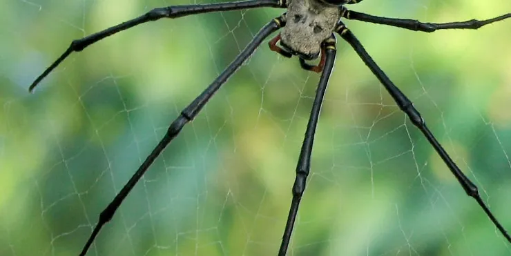 Imagen cabecera post