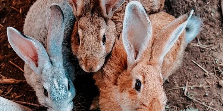 Imagen cabecera post