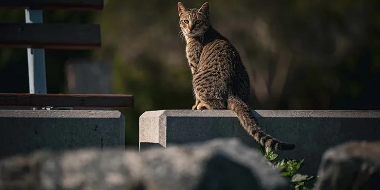 Imagen cabecera post