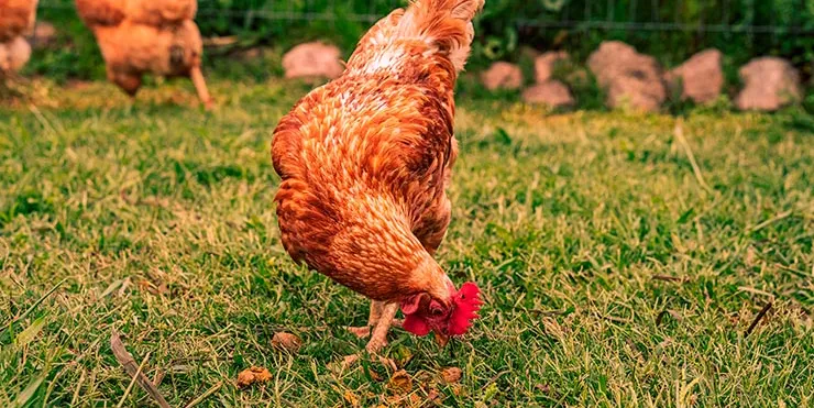 Imagen cabecera post