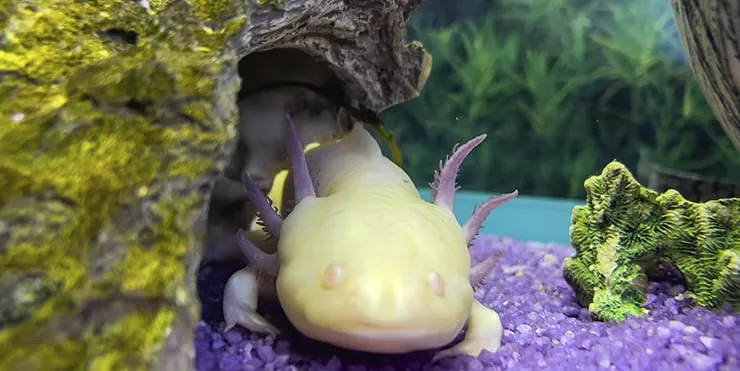 Imagen cabecera post