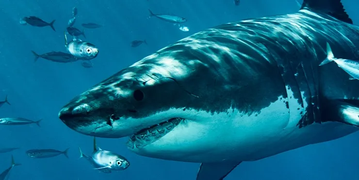 Imagen cabecera post