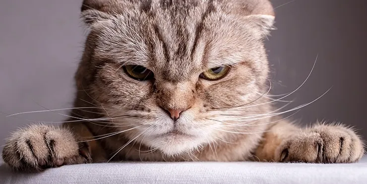 Imagen cabecera post