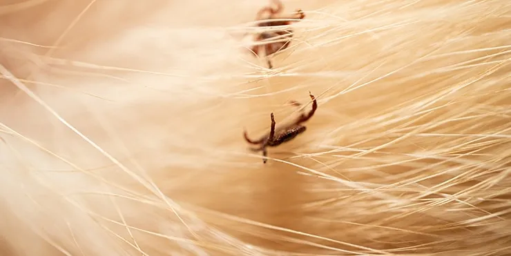 Imagen cabecera post