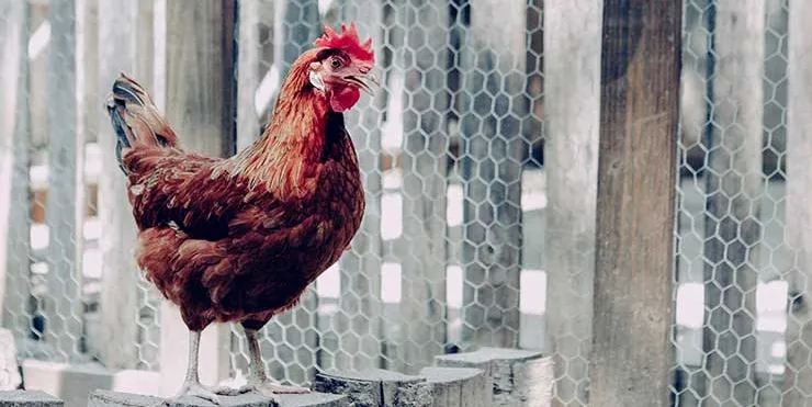 Imagen cabecera post