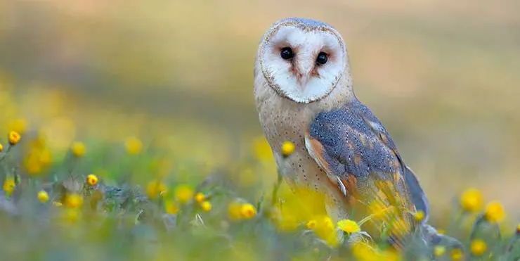 Imagen cabecera post