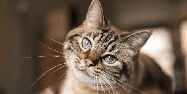 Imagen cabecera post