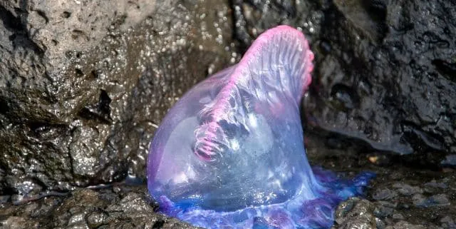 Imagen cabecera post