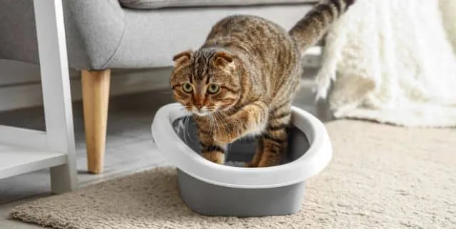 Imagen cabecera post