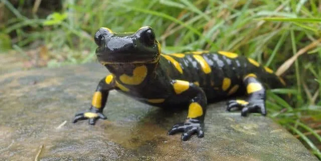 Imagen cabecera post