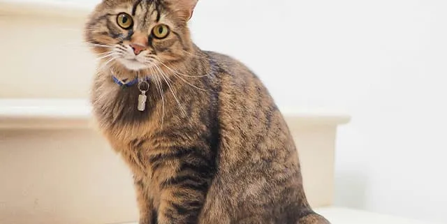 Imagen cabecera post