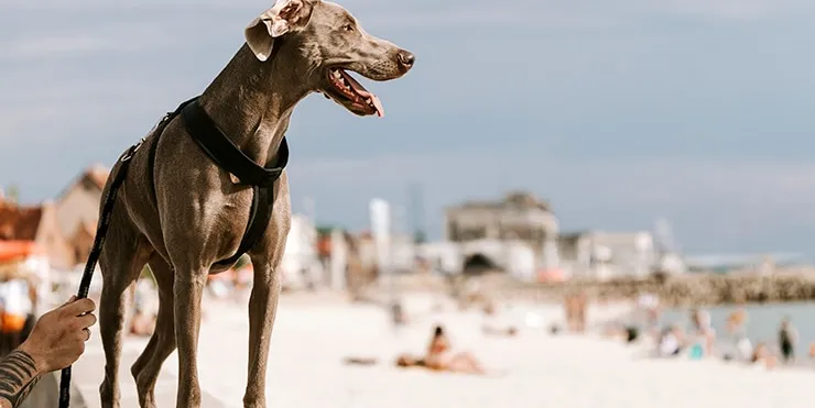 Imagen cabecera post