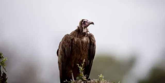 Imagen cabecera post