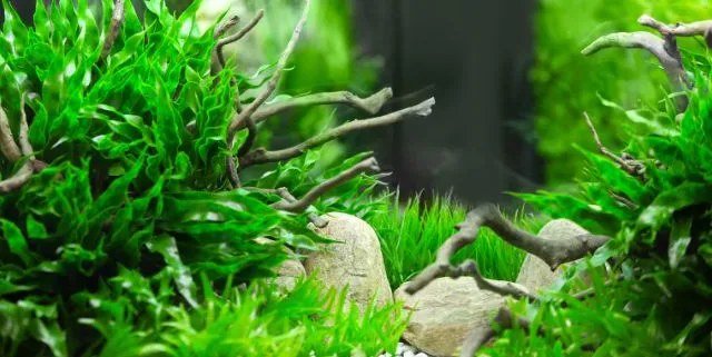 Imagen cabecera post