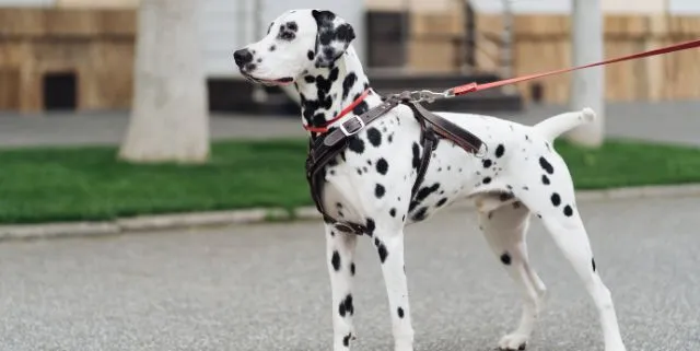 Imagen cabecera post