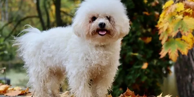 Imagen cabecera post